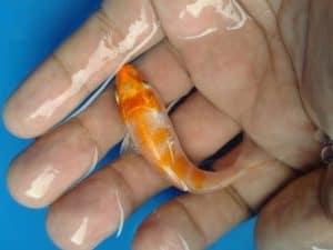 baby koi fish