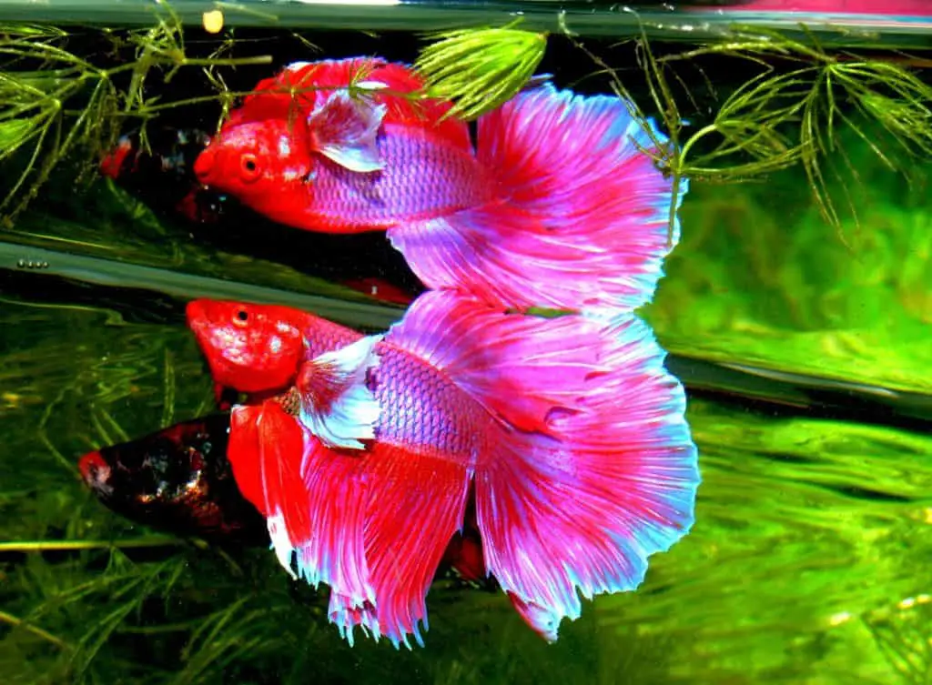 beautiful siamese fighting fish