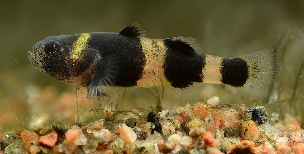 small tropical fish that can live in brackish water