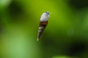 freshwater aquarium snail 2