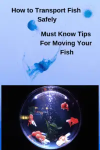 how to move fish safely