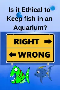 is it ethical to have fish in an aquarium?