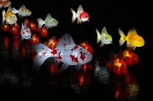 koi fish lit up over water