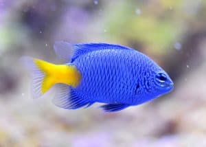 is it ethical to keep this fish in an aquarium?