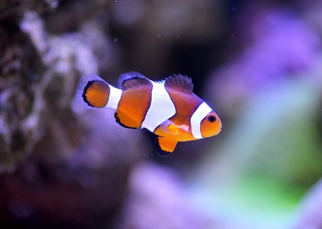 Does a Clown Fish Need Saltwater to Survive -