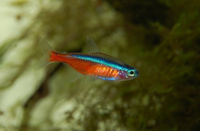 Neon Tetra fish from the Amazon