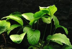 broad leaf aquarium plant