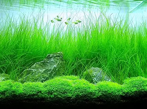 best fish for planted aquarium