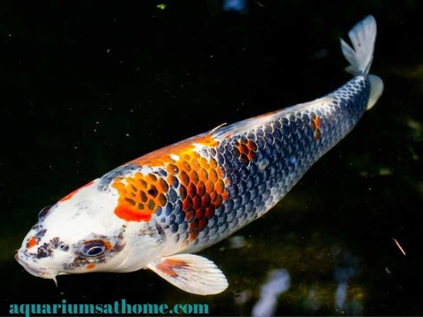 Can Koi Fish Live in a Tank and Survive -