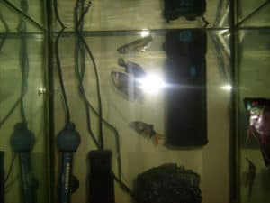 submersible aquarium heater