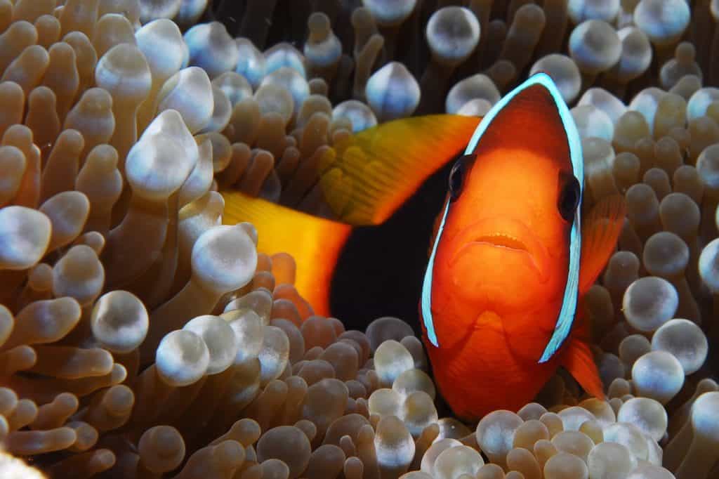 Clown Fish