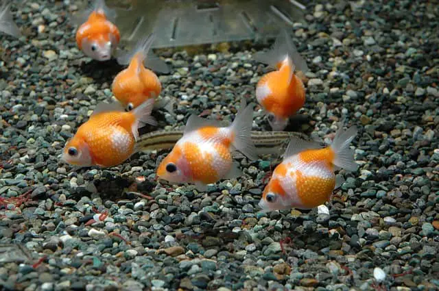 What Kind of a Tank Do You Really Need for a Goldfish? - Aquariums at