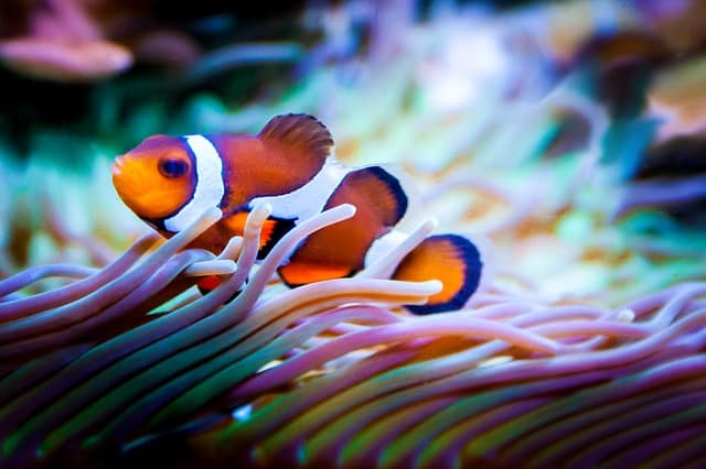 clown fish living in an Anemone