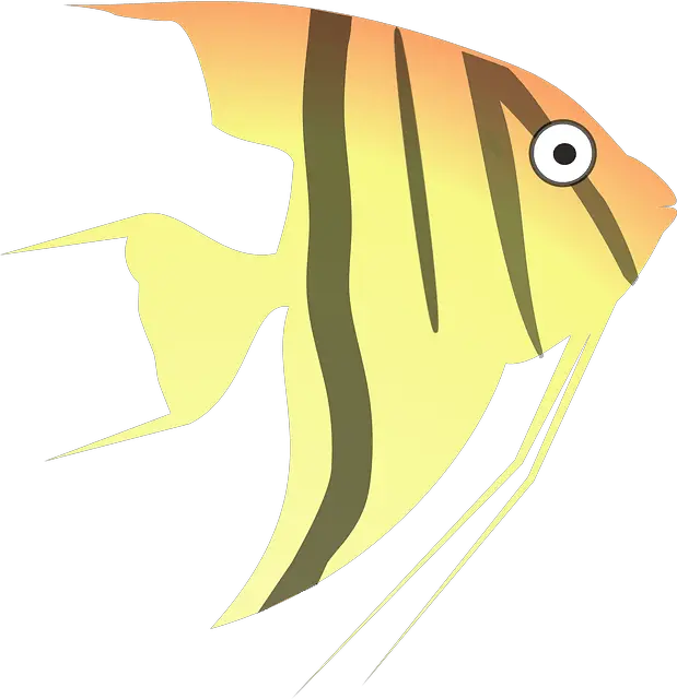 Simplified Freshwater Angelfish Care Guide for Beginners