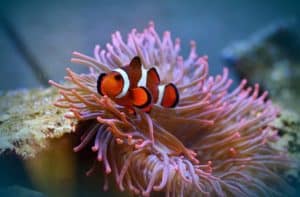 an anemone fish or clown fish.
