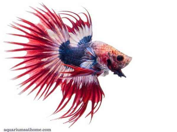 most beautiful betta fish