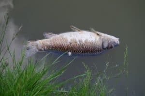 floating dead fish