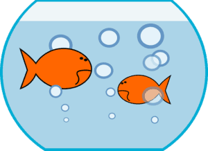 mating-breeding-goldfish
