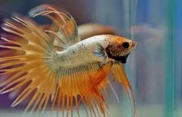 Can Fin Rot Kill A Betta Fish What You Can Do To Help