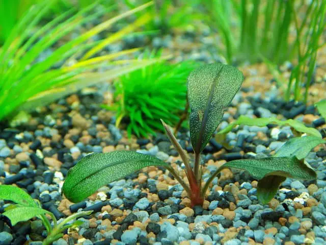 live freshwater aquarium plant