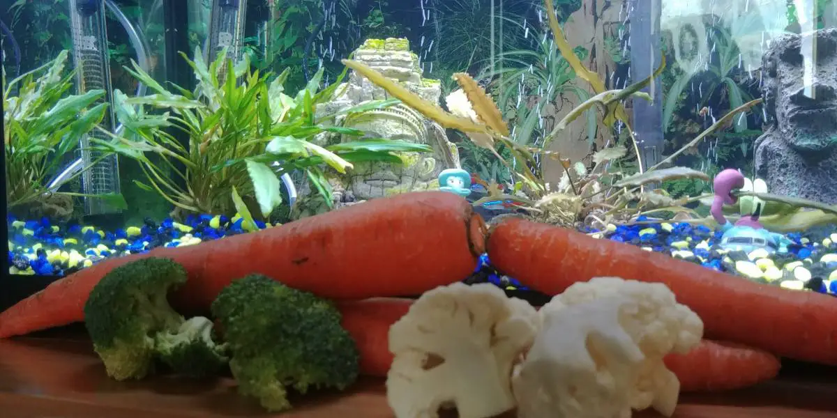 vegetables for tropical fish