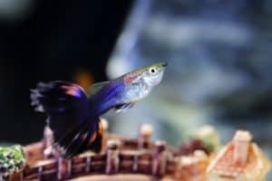 guppy in fish tank