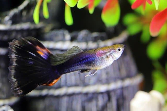 Can guppies live with just water?