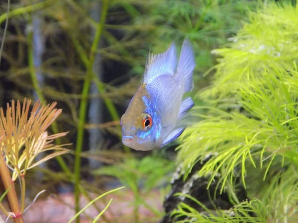 Cichlids for a Planted Tank (Which Ones are Best?)