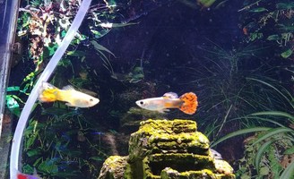 How Many Guppies Can Live in a 5-Gallon Tank? -