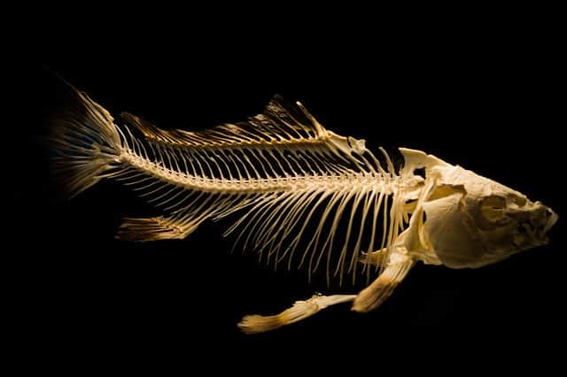 skeleton-fish - Aquariums at Home