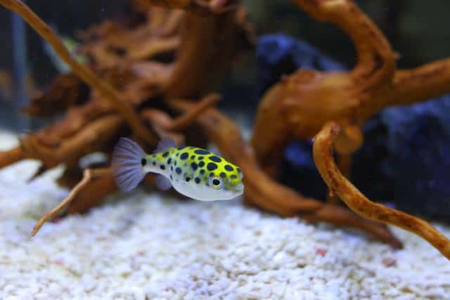 How Many Pea Puffers Can You Put in a 29-Gallon Tank? -