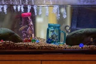 Can You Add a Water Conditioner While Fish Are in The Tank? -