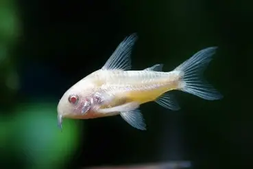 How long is a fish good after it dies