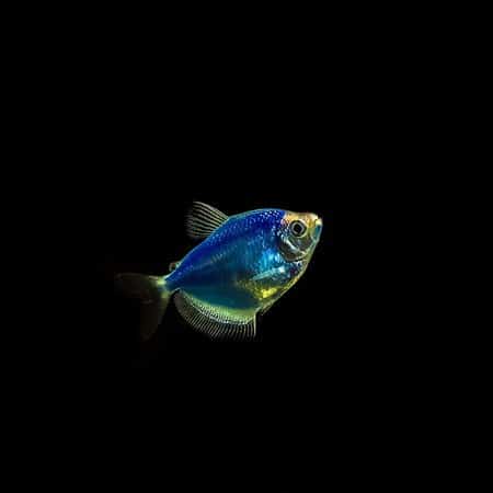 Where Do GloFish Come From?