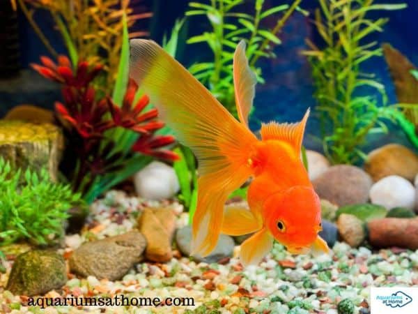 goldfish-eating-aquarium-gravel