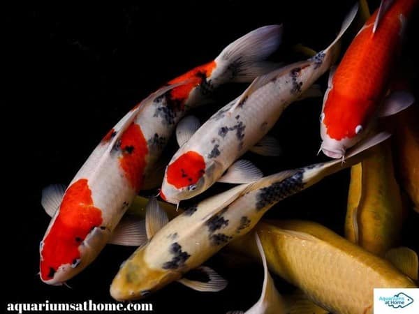 How Long Does It Take for Koi to Grow? -