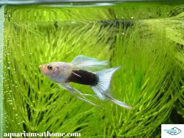 beautiful guppy in fish tank