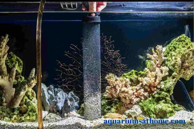 vacuuming-aquarium-substrate