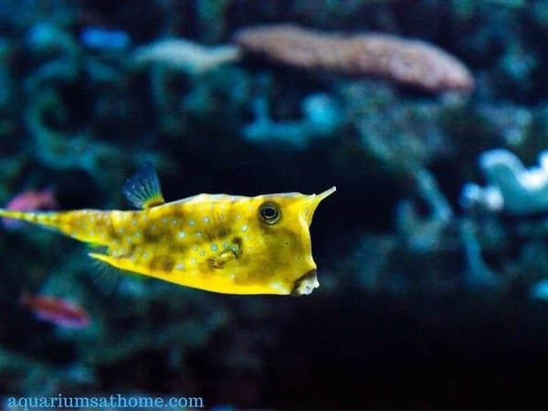 Is a Cowfish a Saltwater Fish?