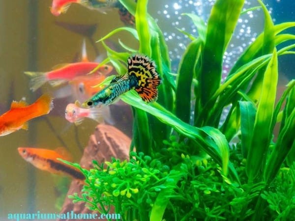 live plants in fish tank