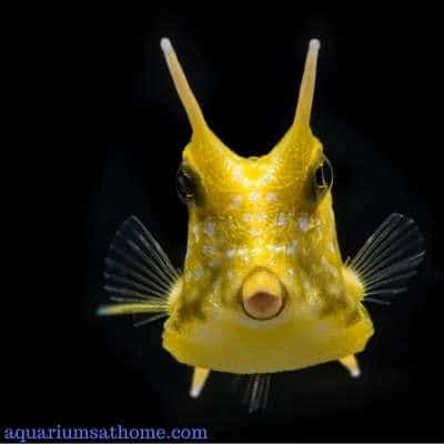 Is a Cowfish a Saltwater Fish? -