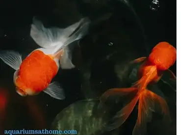 Do Koi Fish Get Along With Goldfish