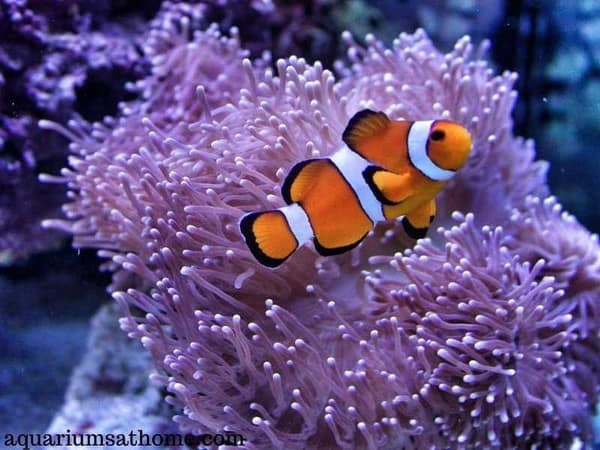 false percula clownfish