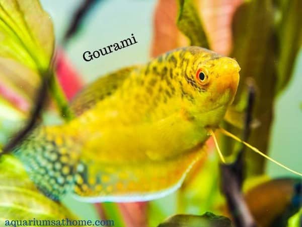 gourami fish