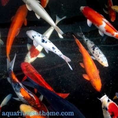 Do Koi Fish Get Along with Goldfish? -