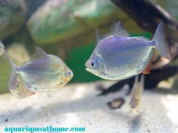 silver dollar fish in aquarium