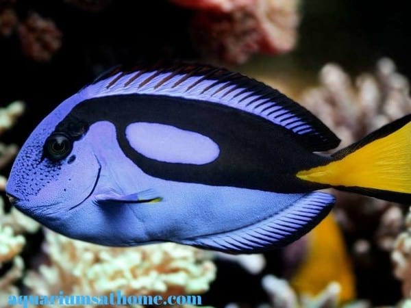 Adult Blue Tang