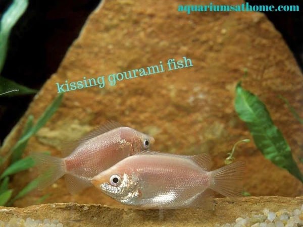 kissing gourami's