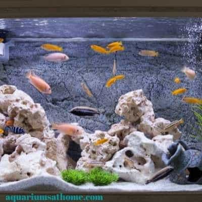 cichlid fish tank