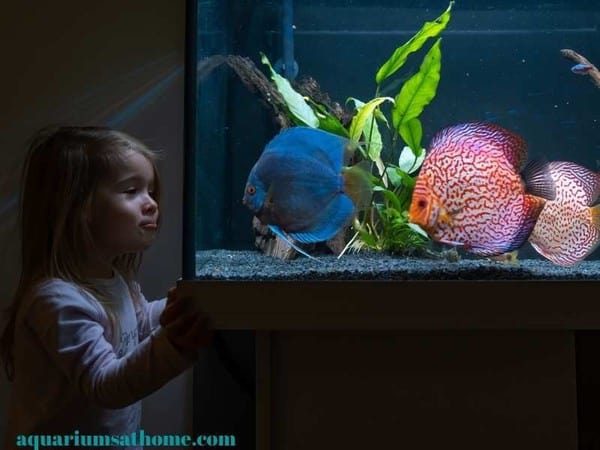 girl watching a discus aquarium